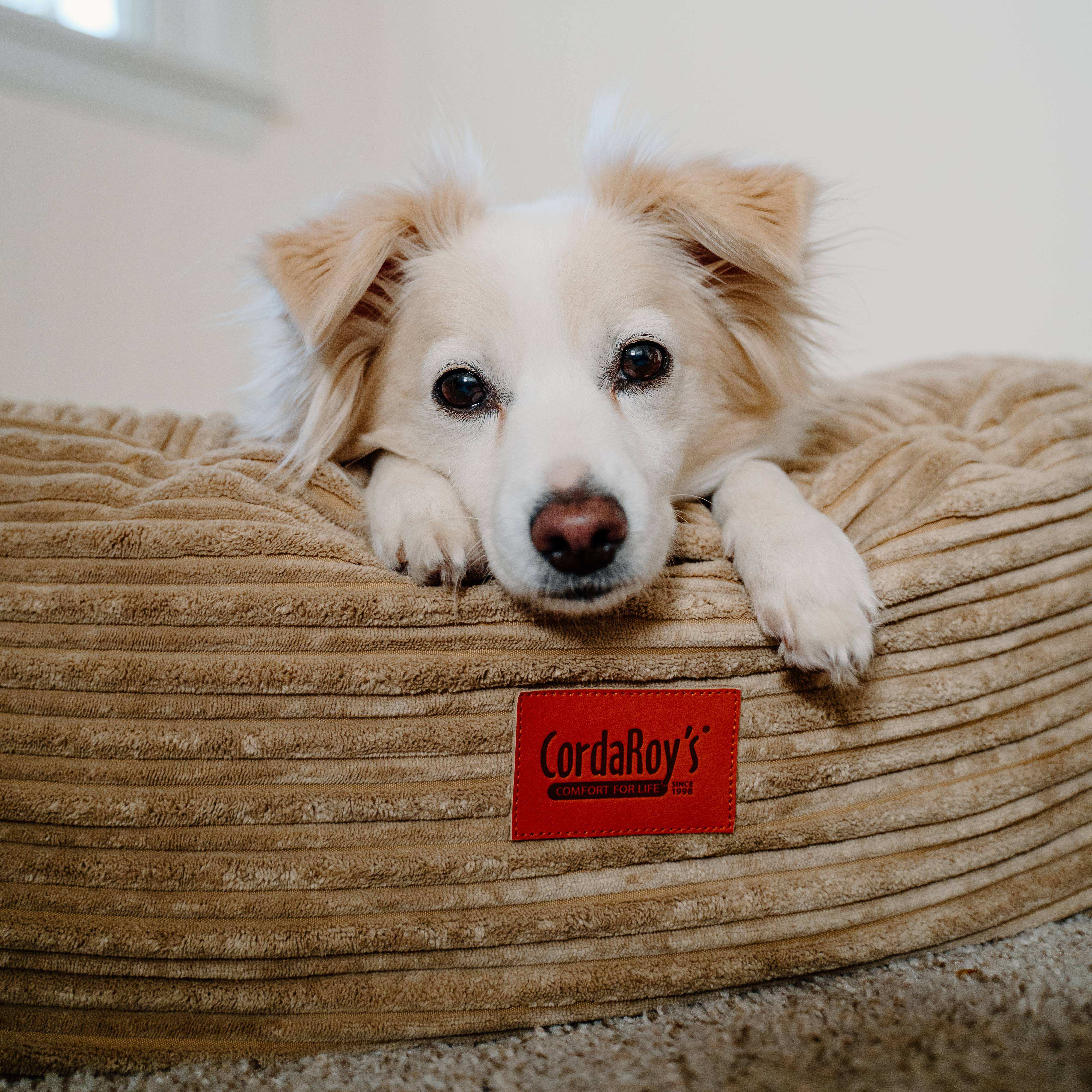 40 Inch Forever Dog Bed (Waterproof) - Terry Corduroy - Image 8