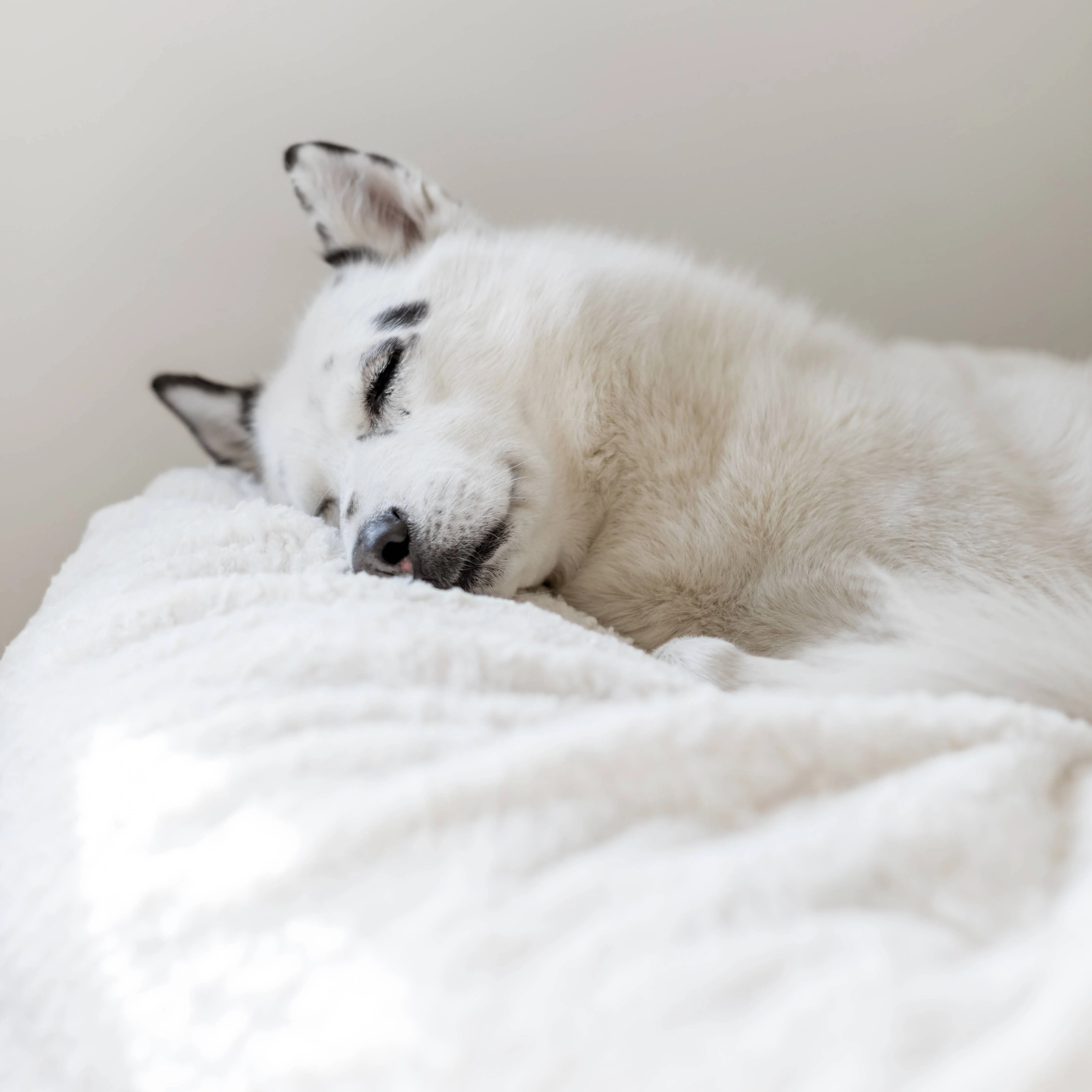 Bean Bag - Full - Faux Fur - Image 9